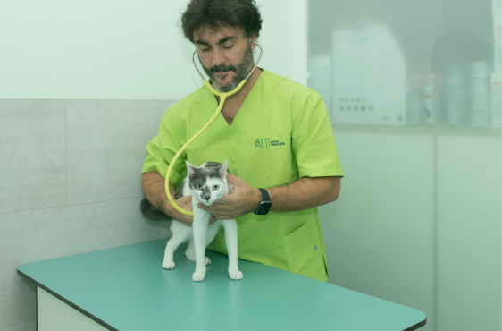 Veterinaria Api servicio de medicina general