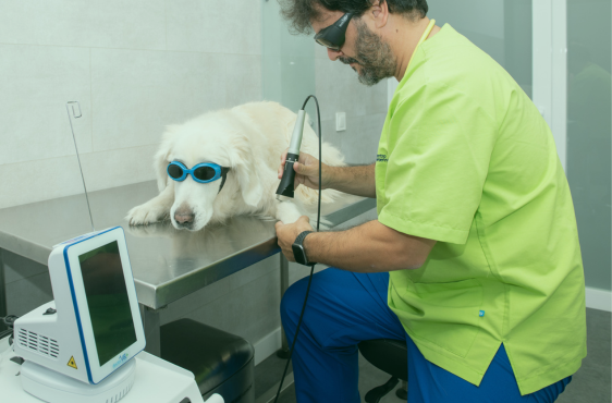 Veterinaria Api servicio láser terapéutico