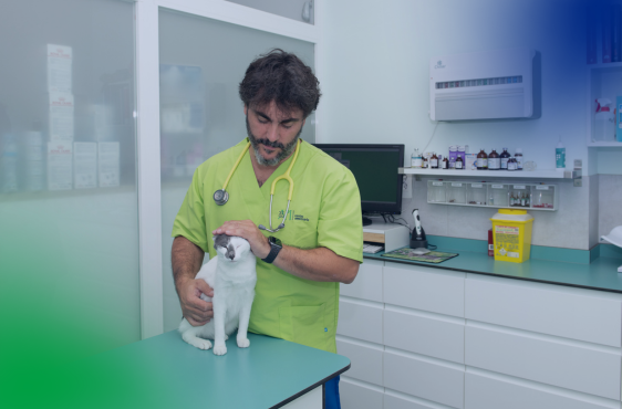 Veterinaria Api planes de salud gato