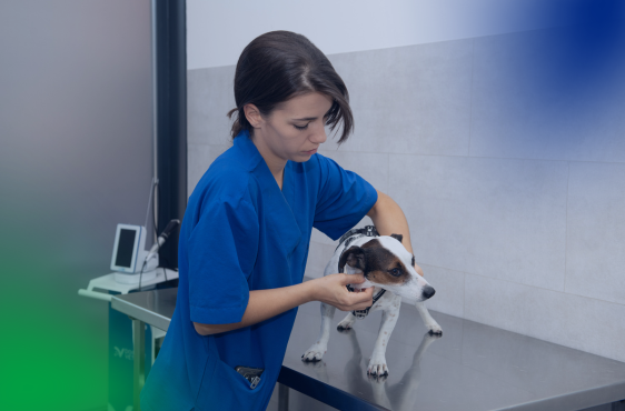 Veterinaria Api planes de salud perro