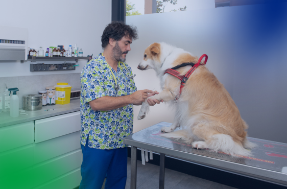 Veterinaria Api planes de salud perro