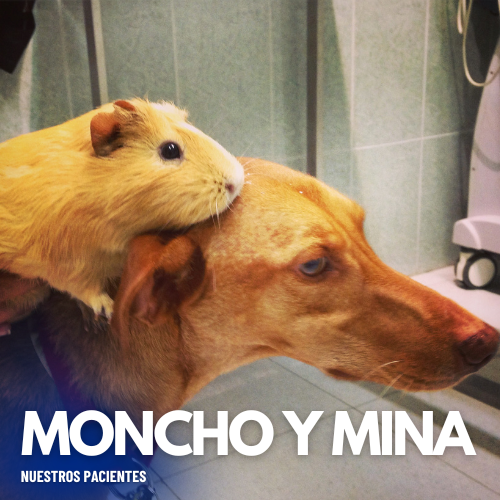 Veterinaria Api pacientes moncho y mina